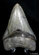 Inch Megalodon From SC - Top Quality #2774-2